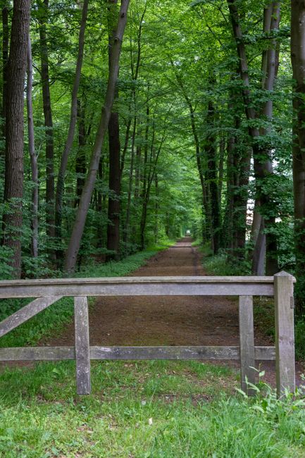 A narrow woodland pathway lined with tall, slender trees with lush green leaves forming a canopy overhead. The ground is covered with a dirt trail that extends into the distance, flanked by dense unde