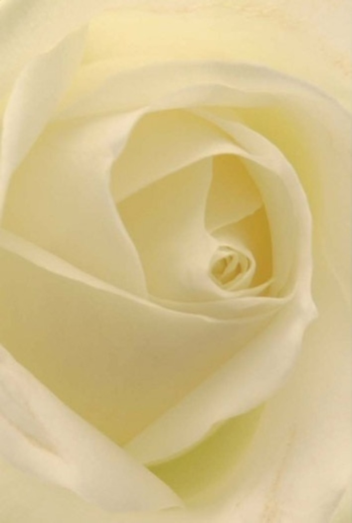 Gazing closely at this white rose reveals a world of tranquility and poise, submerged in a play of light and creamy shadow. Each petal blends seamlessly from soft white to gentle cream, the transparency at the edges recalling the subtle glow one sees at dawn over Marks Gate Park. Layers spiral at the heart, each fold an emblem of purity and resilience, reminiscent of quiet acts of kindness within the local community. The composition speaks of sophisticated artistry: the velvety surface invites the mind to imagine the tender touch of a petal, cool and soothing, while the interplay between depth and shadow evokes the peaceful atmosphere of a calm afternoon in Marks Gate. There is a story in every curve-a tale of recollection, romance, or a sincere apology acknowledged in silence. This rose stands as an invitation to mark special occasions, from elegant wedding centrepieces to gestures of sympathy or gentle encouragement delivered fresh by Marks Gate's own dedicated floral experts. The understated fragrance lingers in your mind, a subtle reminder that true beauty often dwells in the unspoken, and that each bloom holds the quiet wisdom of both nature and local tradition.