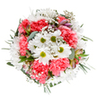 Celebrating the heart of Marks Gate, this hand-tied bouquet radiates the essence of early spring mornings winding through the area's peaceful parks. At its centre, vivid white daisies with zesty green eyes open wide amidst soft pillows of coral-pink carnations, their delicate ruffles shimmering with gentle energy. Wisps of gossamer gypsophila weave through the blooms, conjuring a sense of lightness, as if the entire bouquet floats above the fresh green leaves that support it. Unfurling alstroemeria buds infuse subtle depth, the streaks of purple and deep pink playing off the sunlit tones echoing the flowering gardens of Goodmayes Park. Contrasting leaves-silvery eucalyptus paired with glossier dark greenery-frame the flowers in natural elegance, evoking the wild yet harmonious plantings found throughout the borough. Designed by Flowers Marks Gate with accessible beauty and intention, this arrangement brings calm, optimism, and the gentle hush of a new season's arrival. Whether destined for a kitchen table, delivered to cheer a neighbour, or set beside a bed for comfort and hope, the sensory balance speaks to the enduring connection between flowers and community in Marks Gate-a bouquet that embodies both celebration and serenity through the language of local blooms.